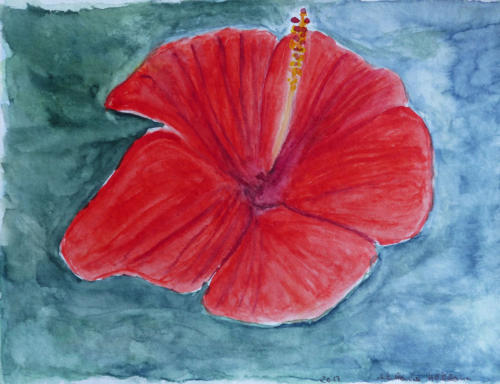 Hibiskus